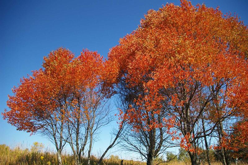 Tamarack Fall 1.JPG